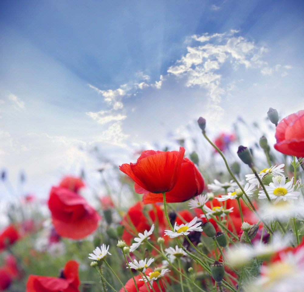 Potisk panelu 60x60cm